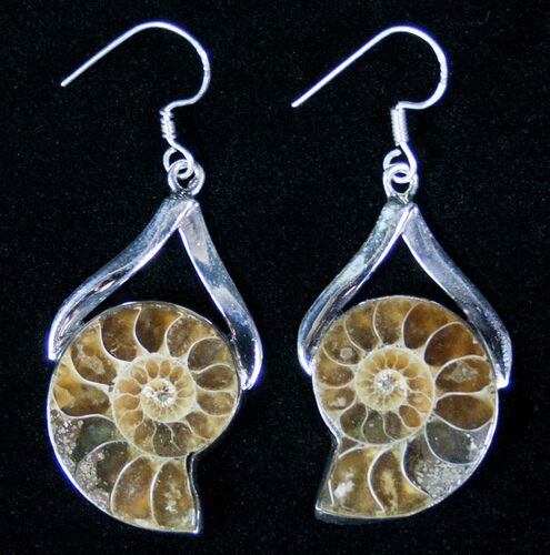 Ammonite Fossil Earrings - Sterling Silver #12773